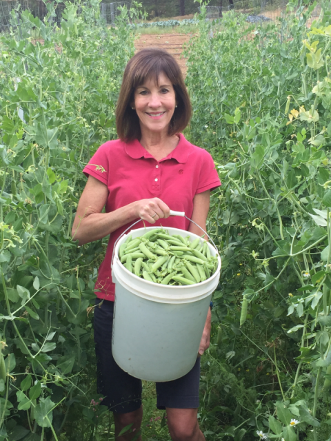 Freshly picked peas on Tucker's farm