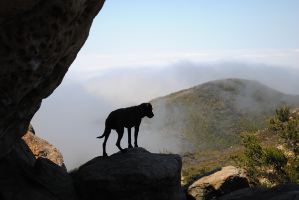 Helen Pyne hiking with dog