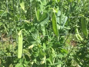 Peas on the vine