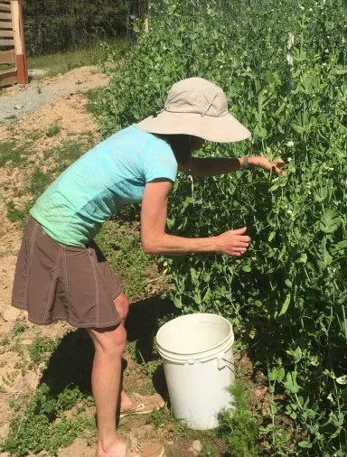 Helen Pyne picking peas