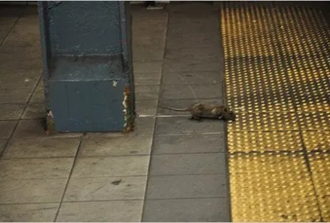 I hate New York! Rats!