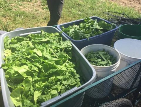 A Black Dog Farm Harvest